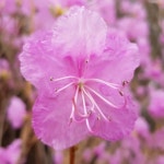 고창복분자 _ 해풍복분자 _ 복분자에 있는 고창흙쟁이님의 핀