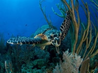 Scuba에 관한 15개의 최상의 Pinterest 이미지 | 다이빙, 스쿠버 다이빙 및 여행 Scuba
