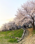 [New] The 10 Best Home Decor (with Pictures) -  #봄 #벚꽃  #daily #일상 #나들이 #벚꽃축제 #photography #photo #view #nature... 
