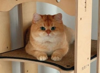 브리티쉬숏헤어 캐터리 on Instagram: “🥳🤩🥳 2022년Happy new year 새해에는 소망하는 일 모두 다 이루시고 모두가 건강한 한 해가... 