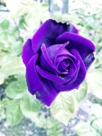 Pin de 채화정 en 아름다운 장미 | Rosas, Bellezas