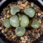 (초특가할인)가나랑만상(중묘이상) 102-151(Haworthia maughanii) - 하월시아(Haworthia)