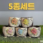국산수제화분 도향346(5종세트) - 다육화분(Succulent Pot) - 2023 | 식물, 하지
