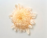Pin by misung lee on 주름종이 식물 | Paper flowers, Large paper flowers, Giant flowers