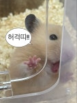 놀란 햄스터짤