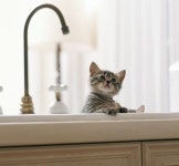 stuff!에 관한 12개의 최상의 Pinterest 이미지 | 귀여운 동물, 웃긴 동물 및 Cute kittens stuff!