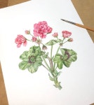 #제라니움 #세밀화 꽃 #잎 #꽃과꽃잎 #아크 #그림 보타니칼아트 #art #botanicalart #geranium #watercolour #sookaart” in 2024