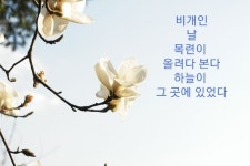 목련이 있는 곳