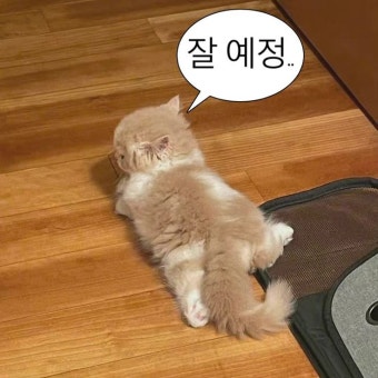 안구정화 동물 짤 ㅎㅎ