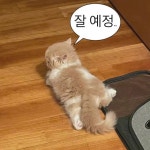 (말풍선 밈) “나 너무 피곤해서 잘거야”