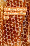 35 Honey Quotes To Sweeten Your Life in 2023 | Honey quotes, Sweeteners, Bee quotes