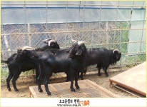 흑염소 농장 : 네이버 이미지검색 | 농장, 초록