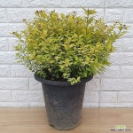 황금조팝나무 - 노지월동(Spiraea prunifolia) - 야생화(Wild Flower)