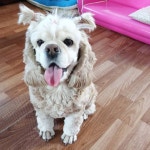 코코양 #코코#외계인#헤어스타일#귀요미#코카스파니엘#coco#cokerspaniel#핵인싸#핑키펫#개치원#애견호텔#애견유치원... 