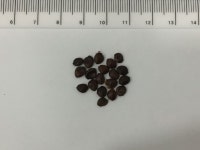 박태기나무 씨앗 - Cercis chinensis Bunge seed
