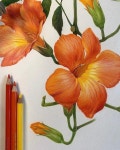 이해련 on Instagram: “2022년 저와함께 보태니컬아트 온라인클래스로 힐링하세요~💕 My botanical art basic online... 