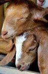 goats에 관한 234개의 최상의 Pinterest 이미지 | 농장 동물, 염소 및 농장 goats