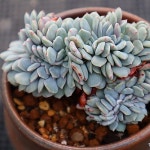 라피네철화(E. Lapine) - 다육철화(Crest)