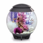•플랜테리어 Terrarium 으로 나만의 아늑한 실내정원 만들기! : 네이버 블로그 | 수족관, 테라리움, 테라리움 식물