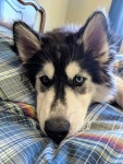 #siberianhusky | 허스키, 릴