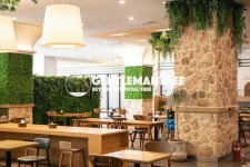 신사와나무 GENTLEMANTREE