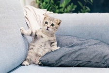 Pin by DDI NA on project_반려동물 맞춤사료 in 2023 | Cute cats, Tabby kitten, Kittens cutest