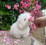 Pin by Hyojung Park on 귀여워 | Cute baby animals, Cute small animals, Pretty animals
