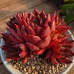 솜니엄 헤어(somnium hair) | 솜니엄군생(E. Somnium) - 다육식물(Succulent)