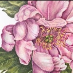 botanicalarts #flower #flowers #flowerstagram #비손보타니컬아트갤러리 #비손공방 #공방수업 #… | 그림, 꽃그림, 꽃
