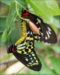 Mating Birdwing Butterflies | 나비
