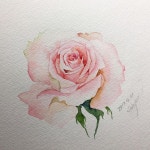 신부빛 장미~ Great - #장미 #그리기 #그림 #꽃그림 #수채화 #감성수채화 #수채일러스트 #수채화일러스트 #물맛 #힐링 #취미…”