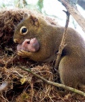 Squirrel with her baby | 행복한 동물, 야생 동물, 아기 다람쥐