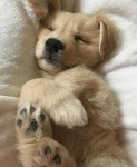 Puppies!!!!에 관한 459개의 최상의 Pinterest 이미지 | 강아지, 애완동물 및 개와 고양이 Puppies!!!!