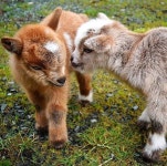 GOATS의 최고 인기 이미지 47개 | 아기 염소, 염소 및 농장 동물 GOATS