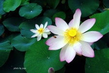 경주 안압지에 핀 환상적인 연꽃 | Lotus, Plants, Daum