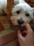 고양이 -                                            Cats and Westie image by 이보나 Yvonne ... | Westies, Winsome, I love you all
