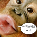 Funny Animal Memes | 베짱이, 개 아이콘, 영장류