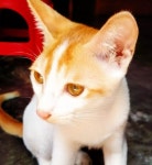 Pin page Cats에 있는 Fatima님의 핀 - 2024
