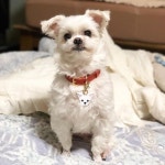 왜 점점 시무룩해지는데....( ´བ` )... : : : © 2016-2019 FOGGY foggy leather all rights reserved : : : : #foggy... 