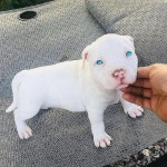 puppies, Cute dog photos, Cute dogs 좋아요 6,026개, 댓글 71개 - Instagram의 Pets(@pets4all)님: Blue eyes white bully... 