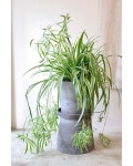 Instagram의 분당꽃집 정자동꽃집 판교꽃집 우드캔버스플라워님: “. spider plant🌴🌿🥦 고기리막국수로 간 나비란. 꼭 건강하게!!!... 