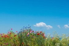 꽃구름 Colorful Wildflowers under Blue Sky with Clouds