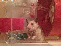 「골든햄스터」おしゃれまとめの人気アイデア｜Pinterest｜경아 이 | ハムスター