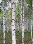 Pin page Ваши пины에 있는 TasyaMwww🩶님의 핀 - 2024