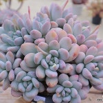 [동영상]후레뉴 대품(자연군생)03-20(Pachyphytum cv Frevel) - 다육식물(Succulent) [동영상]후레뉴 대품(자연군생)03-20... 