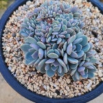 라피네철화와생얼(E. Lapine) - 다육식물(Succulents)