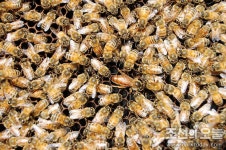 꿀벌 - Apiculture in Korea