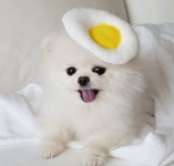 My puppy에 있는 WELETS님의 핀