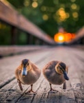 When youre a duck youre a duck all the way... | 새, 동물