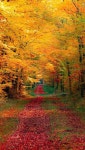 Autumn에 관한 943개의 최상의 Pinterest 이미지 | 가을, Paisajes 및 아름다운 장소 Autumn